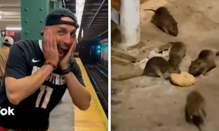 Late Night Rat Tours