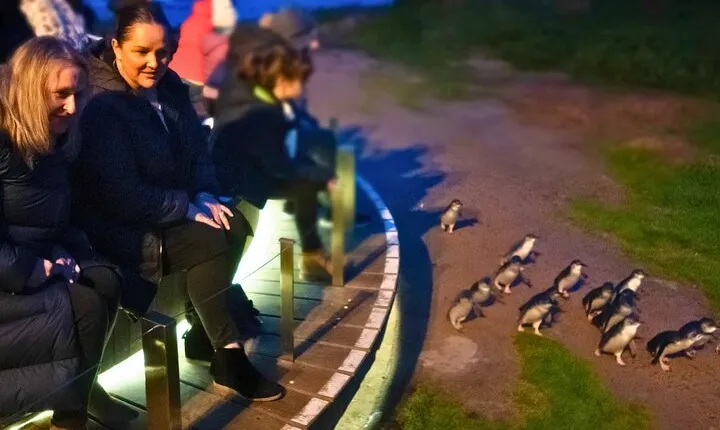 Phillip Island Penguin Parade Express Tour from Melbourne