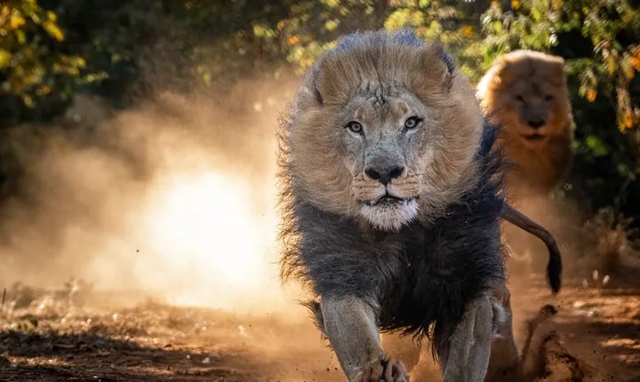 Lion & Wildlife Sanctuary Excursion Victoria Falls