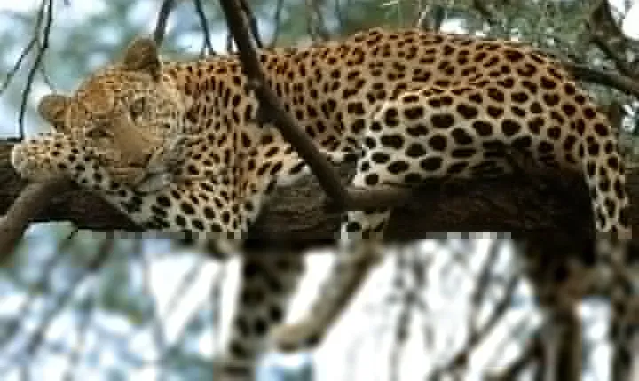 Serengeti, Ngorongoro and Manyara| 4 Days Camping Safari From Arusha