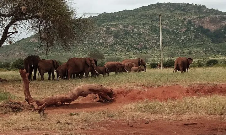 6 Days Kenya Masai Mara,Lake Nakuru & Amboseli Wildlife Safari