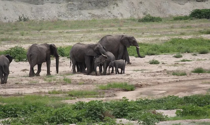 2-Day Mid-Range Safari to Tarangire & Ngorongoro Crater