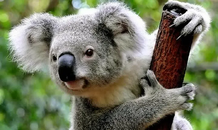 Cuddle a Koala and Historic Hahndorf Tour