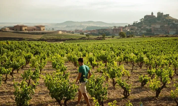 Full-Day Private Cultural and Gastronomic Adventure in Rioja