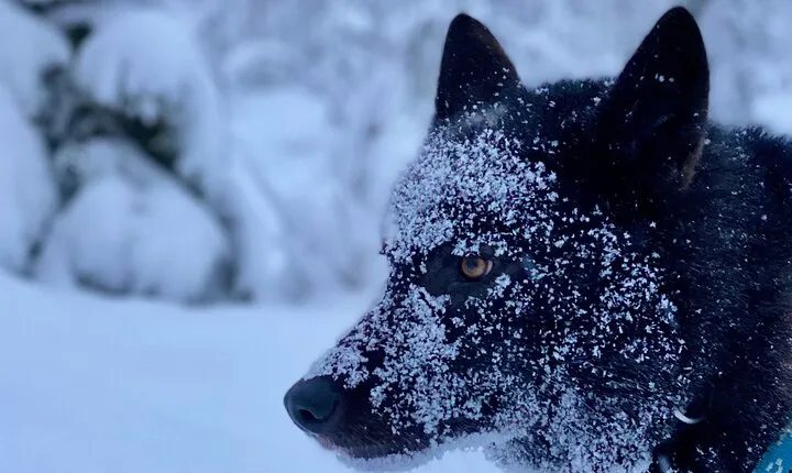 Arctic Wolf Extreme - Private Tour