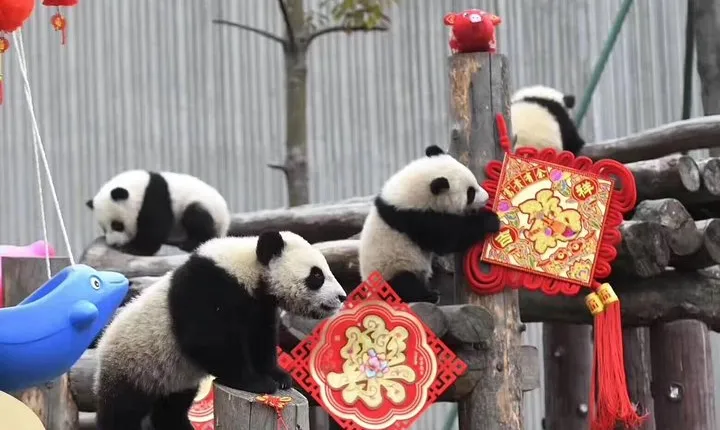 Chengdu Panda Base and Wuhou Temple,Jinli Ancient Town Day Tour