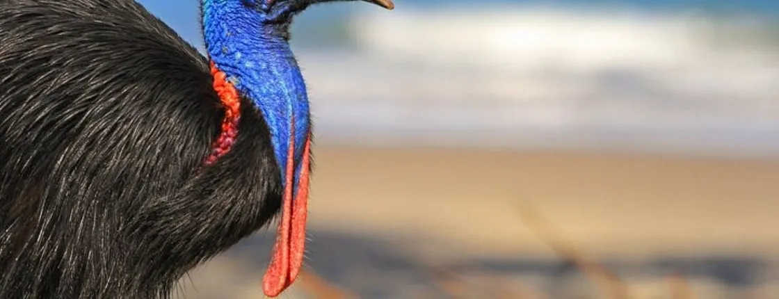 Aboriginal Cassowary and Waterfalls Full-Day Tour from Cairns