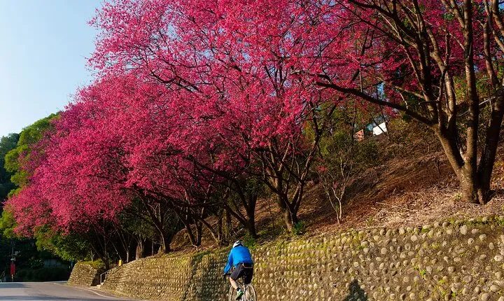 Sip & Savor: Maokong Tea & Shenkeng Stinky Tofu Private Day Tour