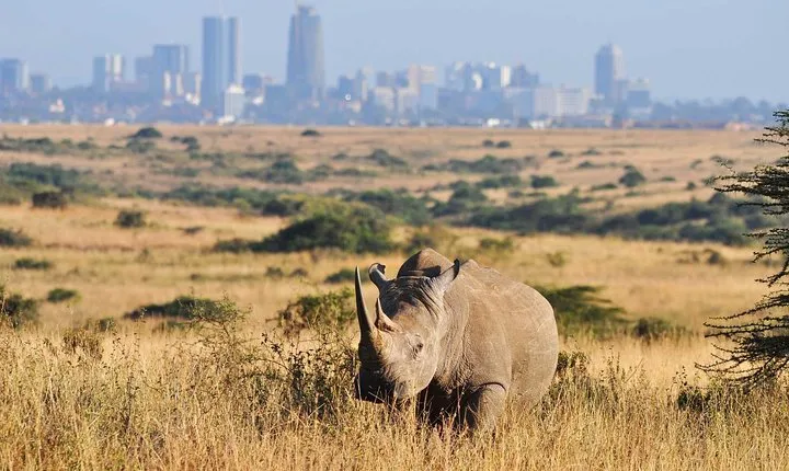 Half day Nairobi National Park Tour & Sheldrick Elephant Nursery