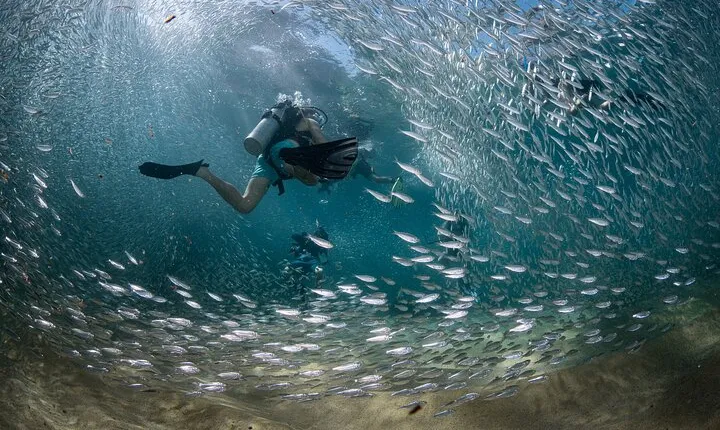 2 Dives in the Cabo Marine Park