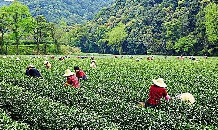 Half-Day Hangzhou Nature Explore with Green Tea Village and Yunxi Bamboo Forest