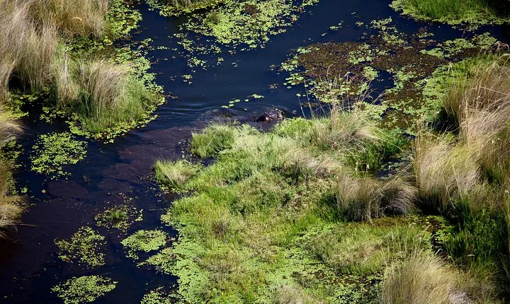 Moremi Hippo Mobile tented safari