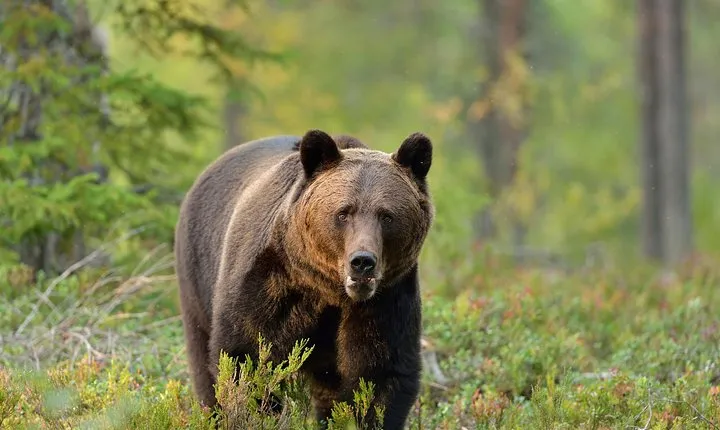 Small-Group Brown Bear-Watching Experience from Brasov