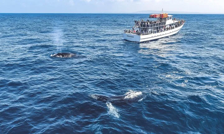 Dolphin and Whale Watching Sunset Cruise
