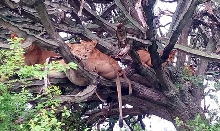 4 Day, Amazing Wildlife and Crater Lake Hiking