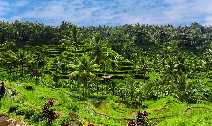 Best of Ubud Private Day Tour