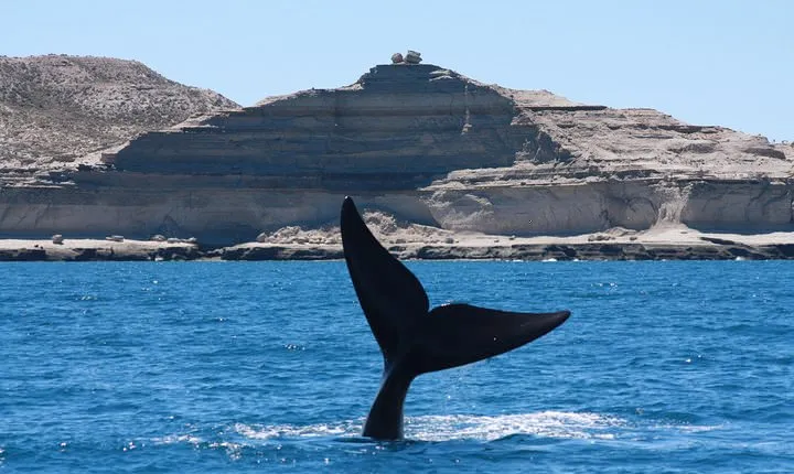 Peninsula Valdes & Estancia San Lorenzo Full Day Tour