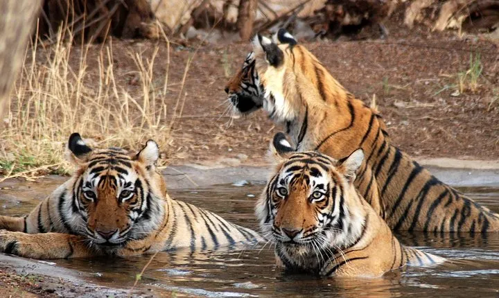 8 Days Golden Triangle With Tiger Safari