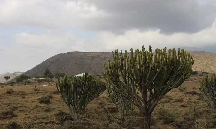 Meserani Snake Park Guided Day Tour in Arusha