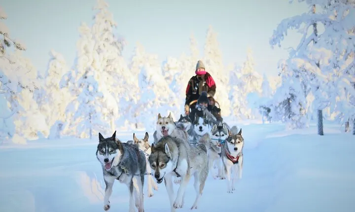 8-10km Husky Ride in the Taiga Forest and visiting the Kennel