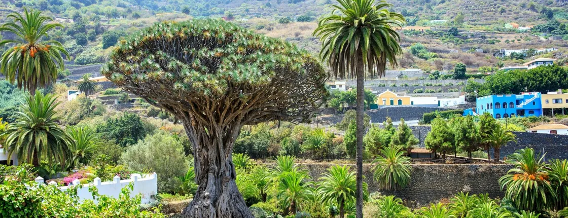 Private Minivan Tour of Northwest Tenerife with Lunch