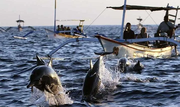 Lovina Dolphin and Ulundanu Temple