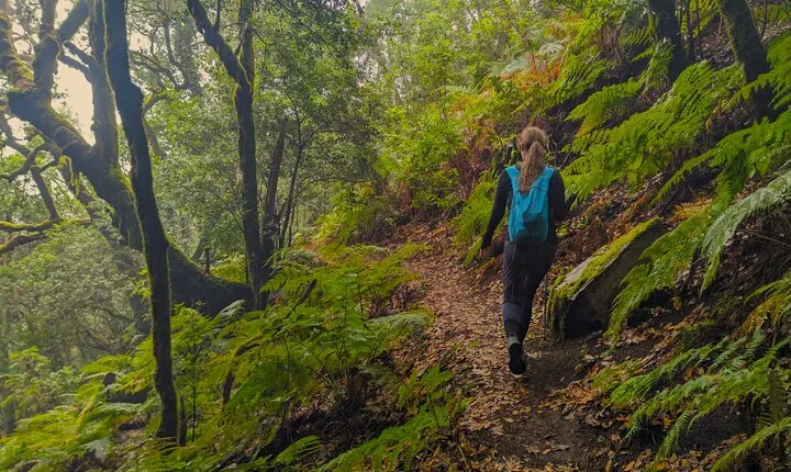 Tenerife: Hiking through Enchanted forest Above Masca FREE PICKUP