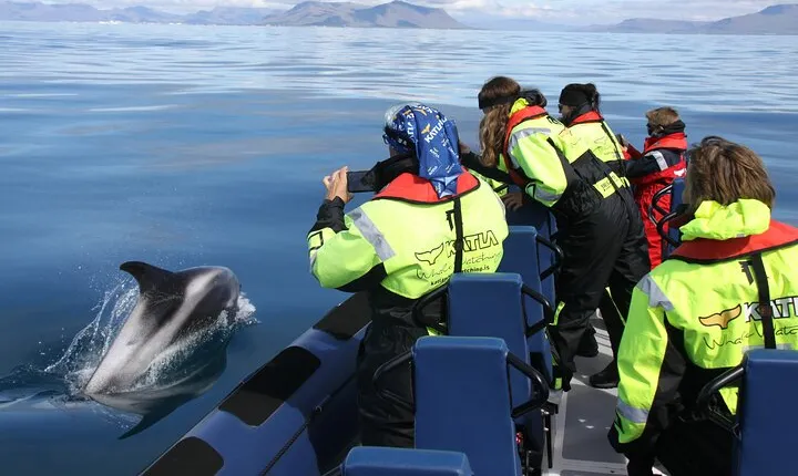 Speedboat Whale Watching Small-Group Tour in Reykjavik