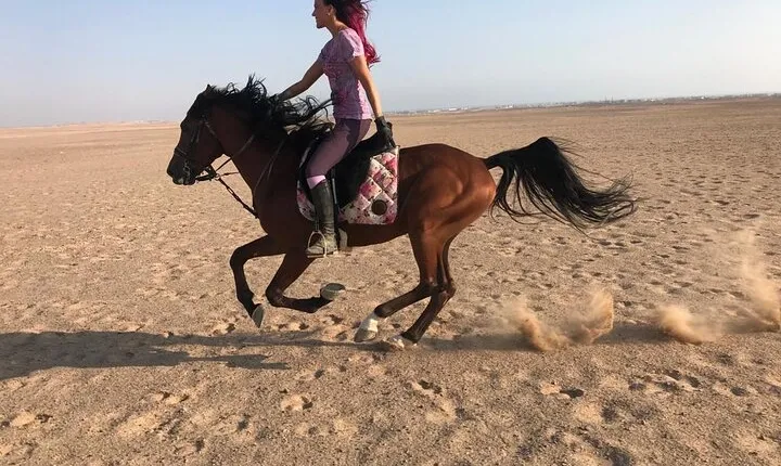 Horse Riding in Amazing Dessert With Transfer - Marsa Alam