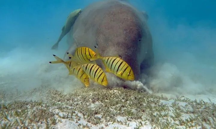 Marsa Mubarak Sea Snorkeling Boat Trip From Marsa Alam