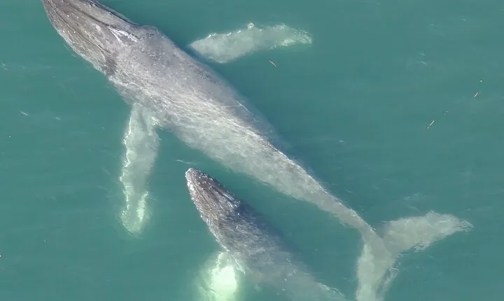 Alaska Whale Watching with bonus Drone viewing of Whales
