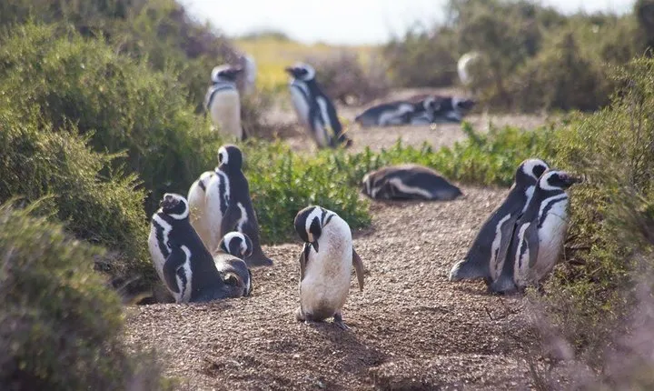 Punta Tombo Tour, the Penguin Experience
