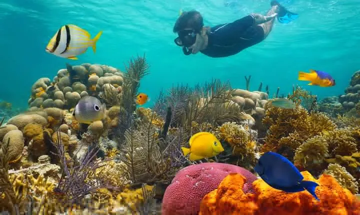 Key West Afternoon Reef Snorkeling with Open Bar