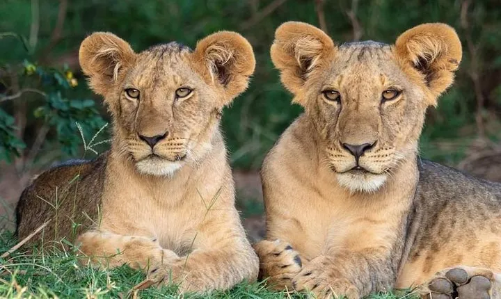 7 Day Private Mid Range Big Five Safari to Tanzania Park