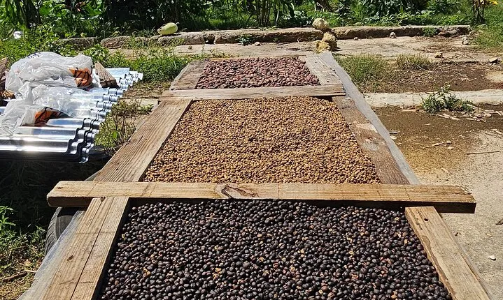 Cigar, Coffee, and Chocolate plantation