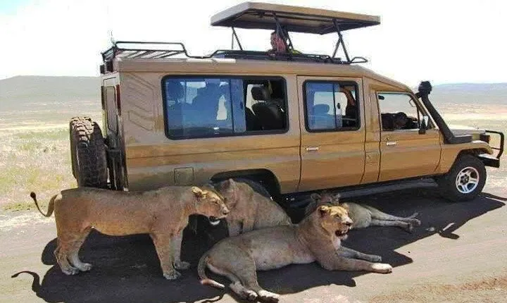 8 Days, 7 Nights Safari – Lake Nakuru, Maasai Mara, Naivasha and Amboseli Park