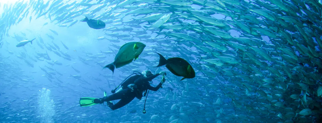 Cabo Pulmo Scuba Tour