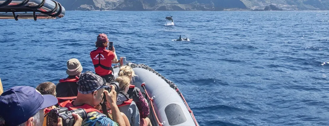 Whale and dolphin watching tour in Madeira from Porto Moniz