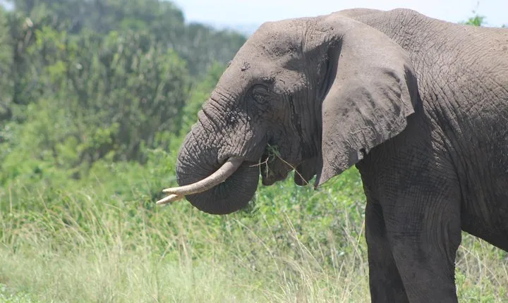 13-Day Wildlife Adventure Trip to the Pearl of Africa