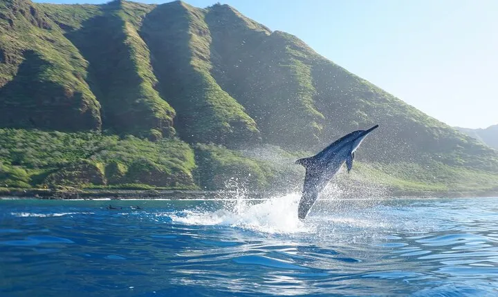 Oahu Dolphin Watch Cruise with Waterslide & Snorkeling