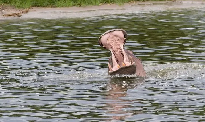 Ultimate Uganda Luxury Safari - 14 Days