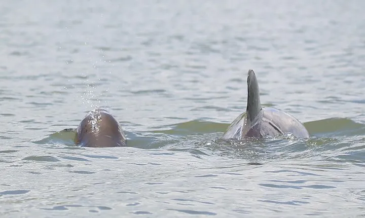 Dolphin and Wildlife Tour at Indian River Shores