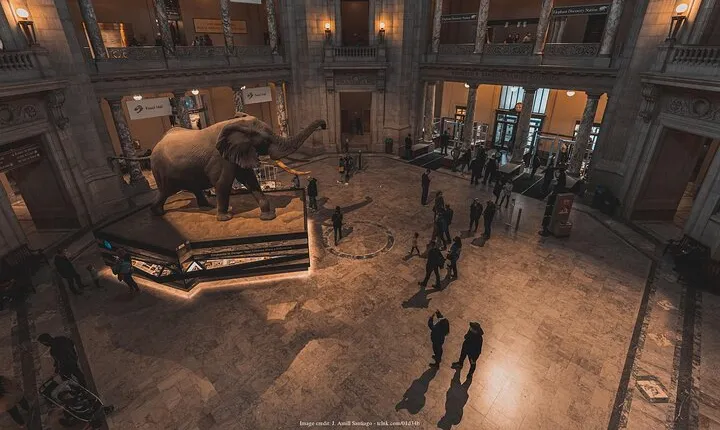 Two Smithsonian Museums: American & Natural History Private Tour