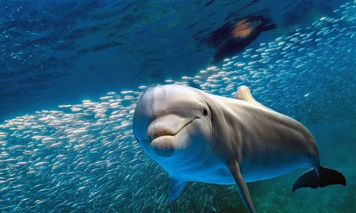 Dolphin House Snorkeling Trip with Transfer & Lunch – Marsa Alam