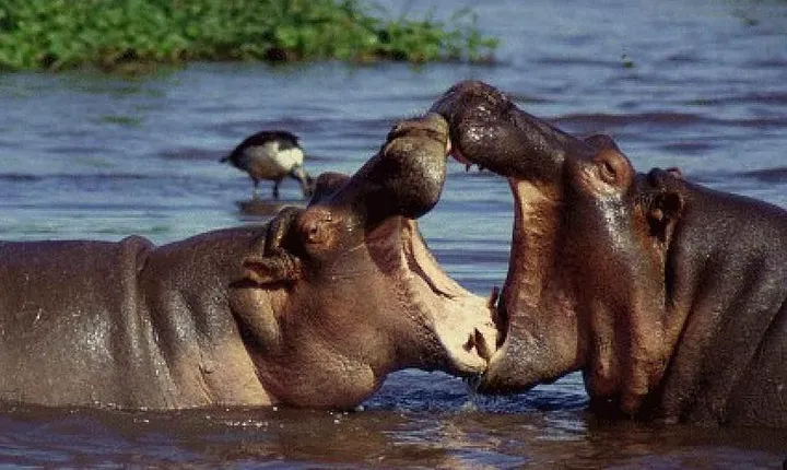 3 days Serengeti & Ngorongoro creater