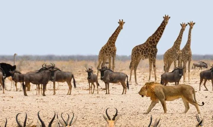 3 Days Safaris in Etosha | Guided Lodge