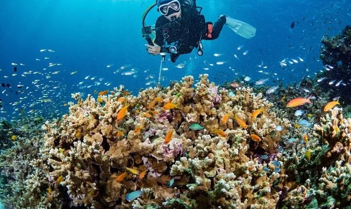 Scuba Diving Refresher(3 dives)