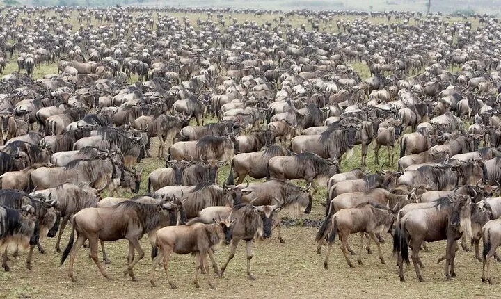 10 Days Luxury Wildebeest Migration Safari