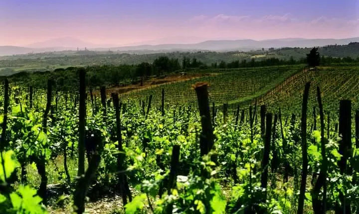 Private 8h Tour to winery in Franciacorta and Bergamo from Milan