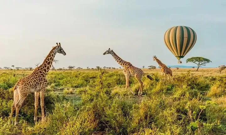 6 Days Tanzania Bush Experience Safari